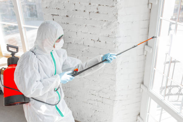 Best Basement Mold Removal  in Midland City, AL